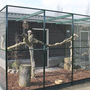 Aviary Eagle-owl