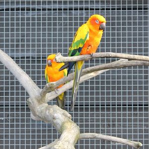 Sun conures