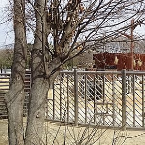 African elephant enclosure