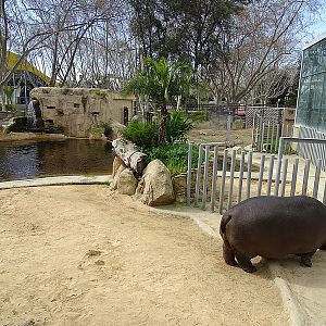 Hippo enclosure