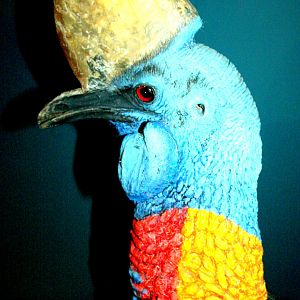 Type Specimen Of Northern Cassowary; Tring; 17th March 2017