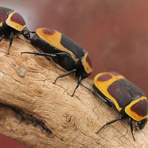 African flower beetle