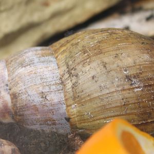 African giant snail