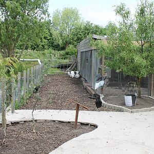 Chicken-walk-through