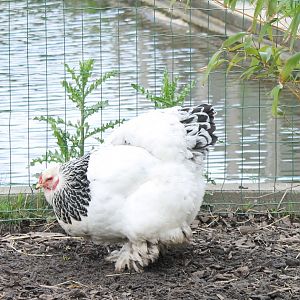 Chicken-breed