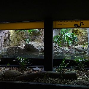 Reptile House - Commom anaconda enclosure