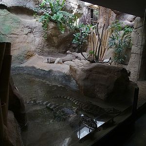 Reptile House - Broad-snouted caiman enclosure