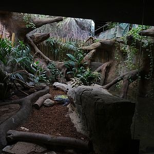 Reptile house - Chinese Alligator Enclosure 2