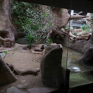 Reptile house - Chinese Alligator Enclosure 1