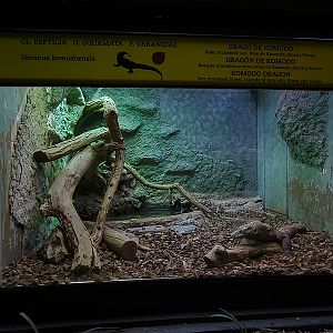 Reptile House- Komodo dragon