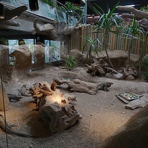 Reptile House - Rhinoceros iguanas