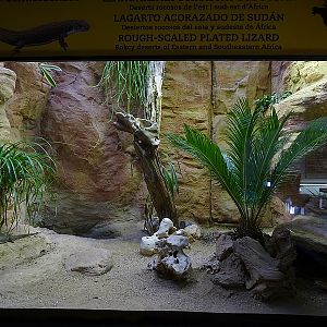 Reptile House - Sudan Plated Lizards