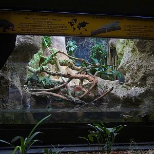 Reptile House - Water Dragon and turtles