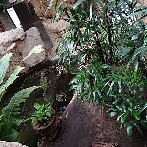 Reptile house - Spectacled caimans