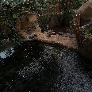 Reptile house - Siamese crocodiles