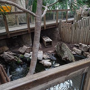 Reptile house - Saltwater crocodile