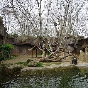 Chimpanzees