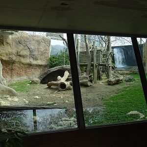 Gorilla's first enclosure outdoor