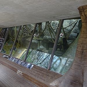 Gorillas first enclosure indoor