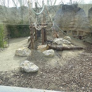 Whitenaped mangabey enclosure