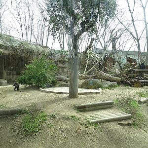 Second gorilla enclosure
