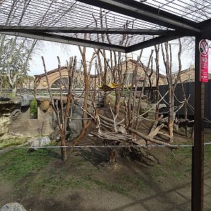 New Orangutan and gibbon enclosure