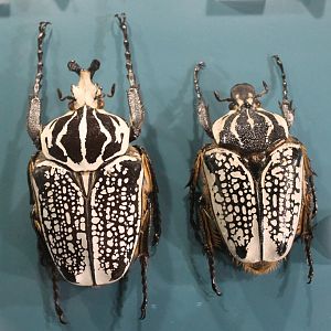 Goliathus orientalis