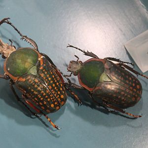 Megalorrhina harrisi procara