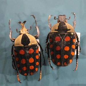 Amaurodes passerinii nigricans