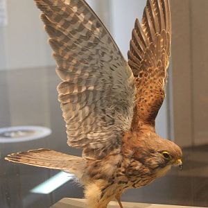 Common kestrel