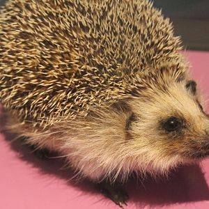 West-european hedgehog