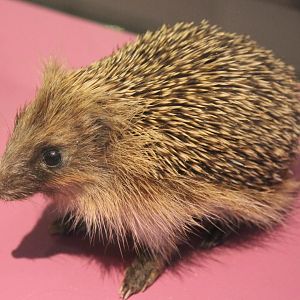 Young West-european hedgehog