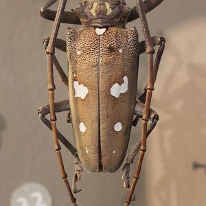 Batocera rubus