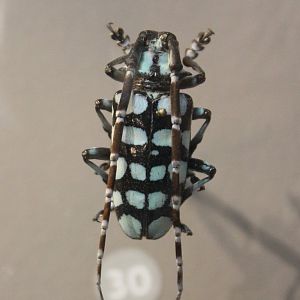 Aristobia approximator