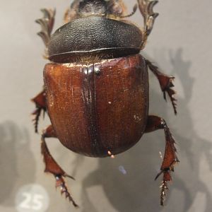 Heliocopris colossuss