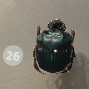 Oxysternon conspicillatum