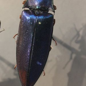 Campsosternus species