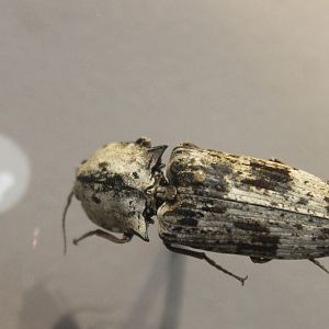 Calais species