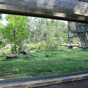 Viewing-window Tiger-enclosure