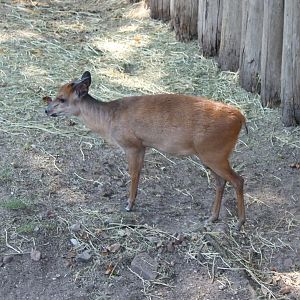 Red duiker