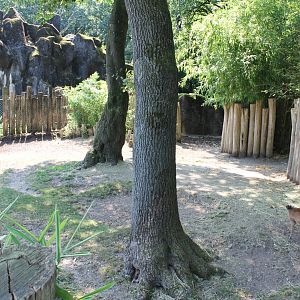 Part Duiker - Bongo enclosure