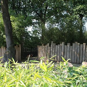 Bongo - Duiker Enclosure