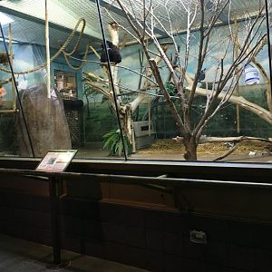 Vanishing Kindom - White handed Gibbon Indoors