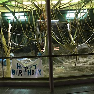 Vanishing Kingdom - Orangutan Exhibit