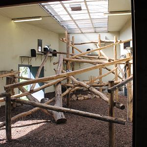 Indoor-enclosure Lemur