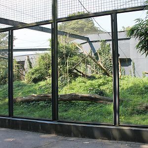 Outdoor-enclosure Lemur
