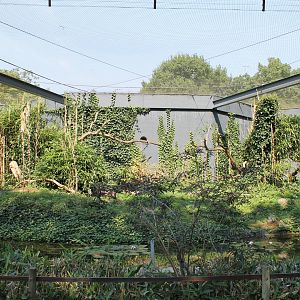 Lemur outdoor-enclosure