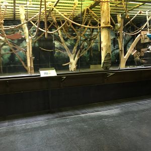 Vanishing Kindom - Black handed Spider Monkey Indoors