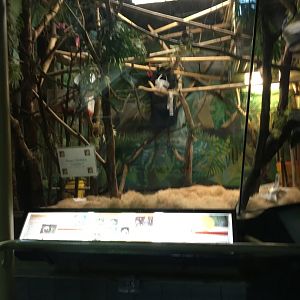 Vanishing Kindom - Emperor Tamarin Exhibit