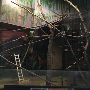 Vanishing Kindom - Amazon Parrot Exhibit